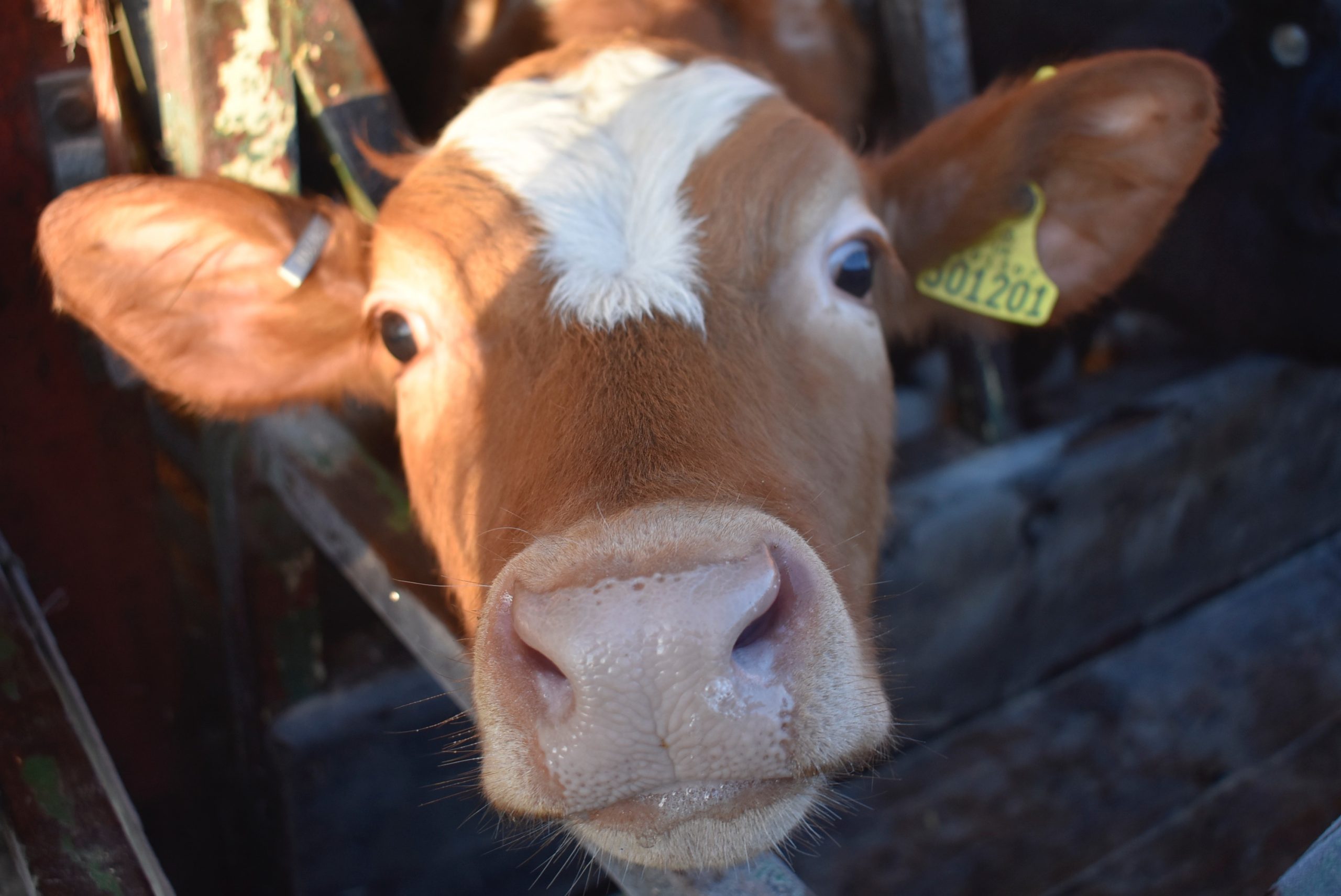 Ferneley's heifer cow calf Delilah