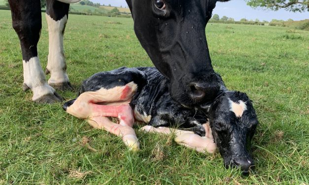 New Calves