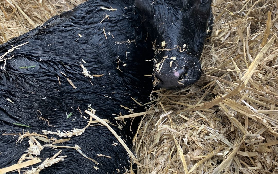 It’s nearly time for calving!