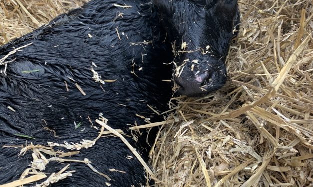 It’s nearly time for calving!