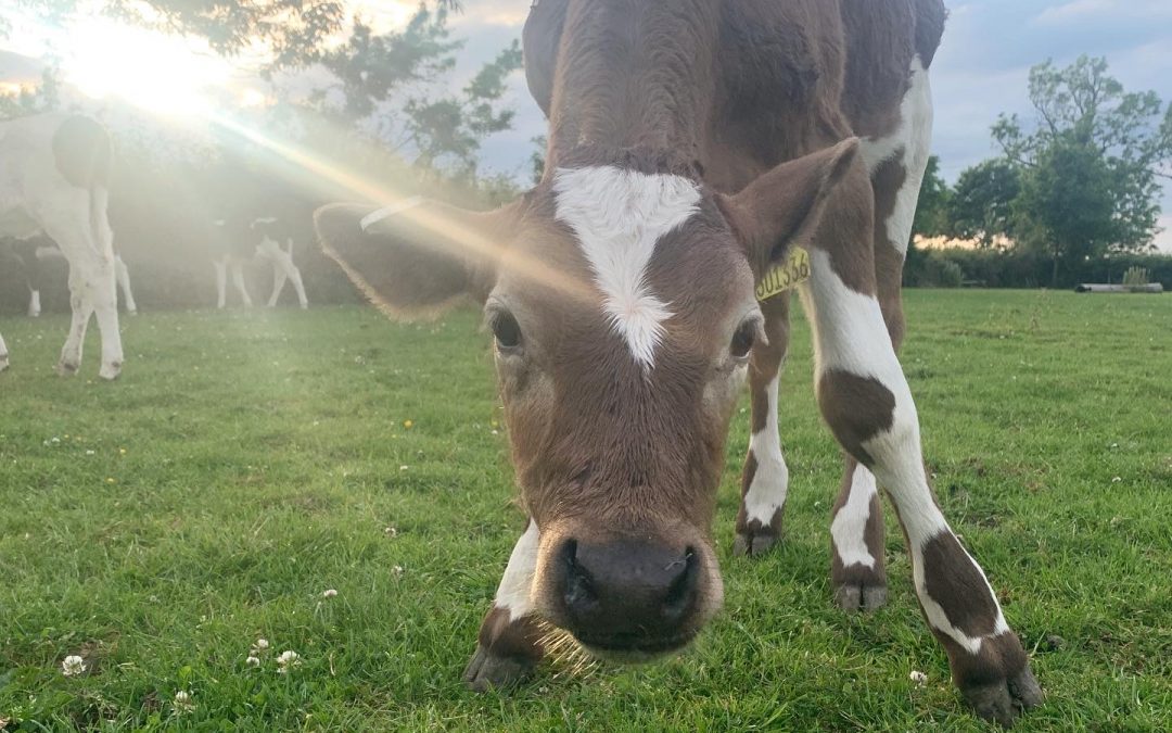 Farm Update