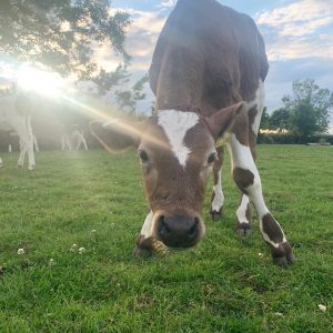 Bloom the calf