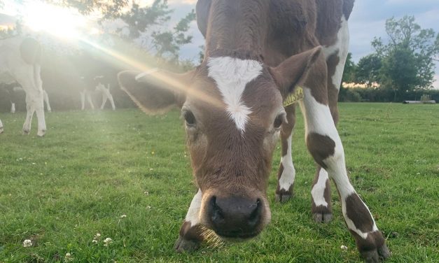 Farm Update