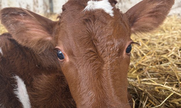 Autumn calving