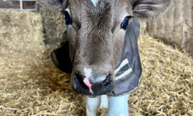 Spring calving