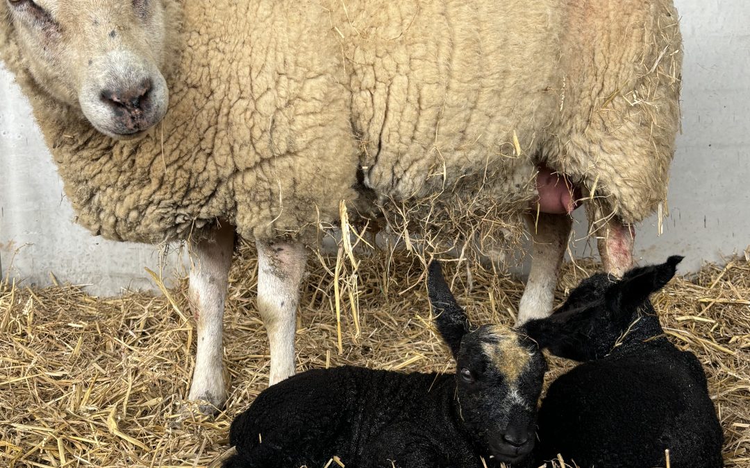 Lambing 2026 is nearly here!