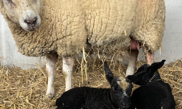 Lambing 2026 is nearly here!