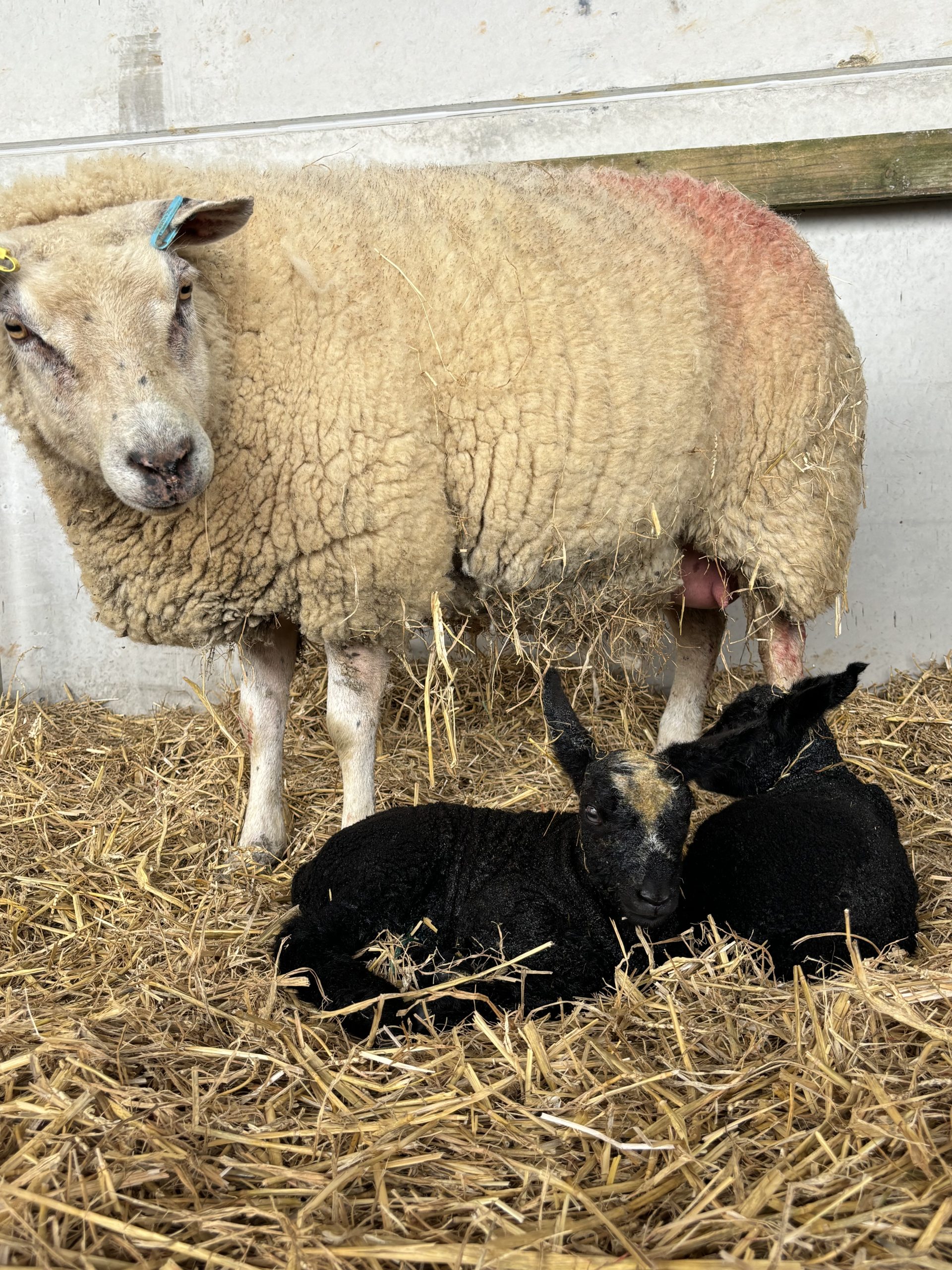 Ewe and lambs