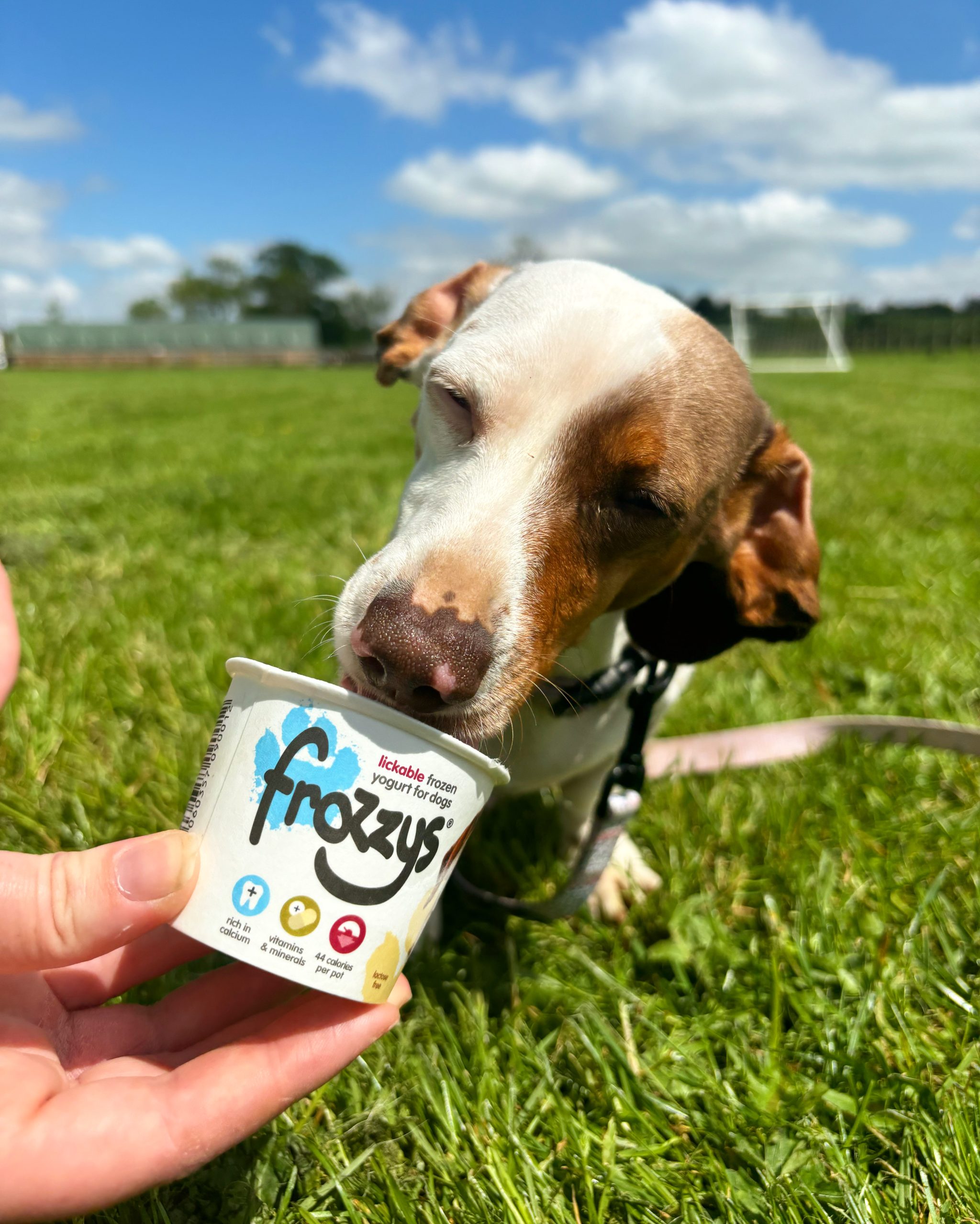 Dog ice cream