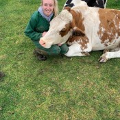 Sam and Cuddles the cow