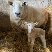 Ewe and lamb