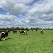 Our herd grazing in the fields