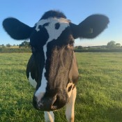 Our pet cow Lightning