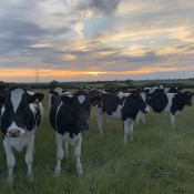Smudge and her friends in a field
